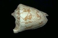 藏品(舞袖渦螺)的圖片